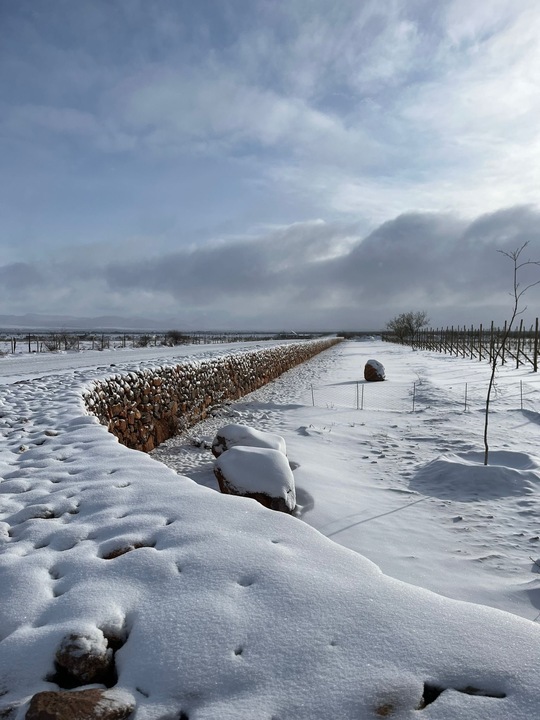 Tres Albas — viñedo